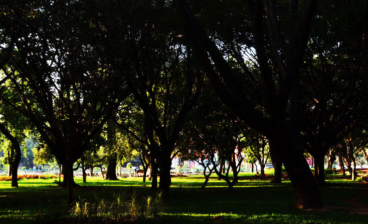 4. Relax At Cubbon Park